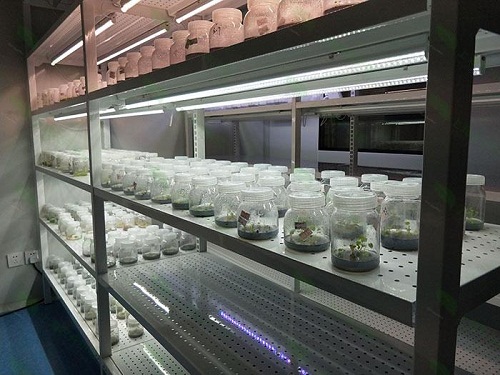 贵池植物组织培养实验室设计建设方案